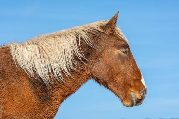 istock A brown horse with white markings on its face 2190373032