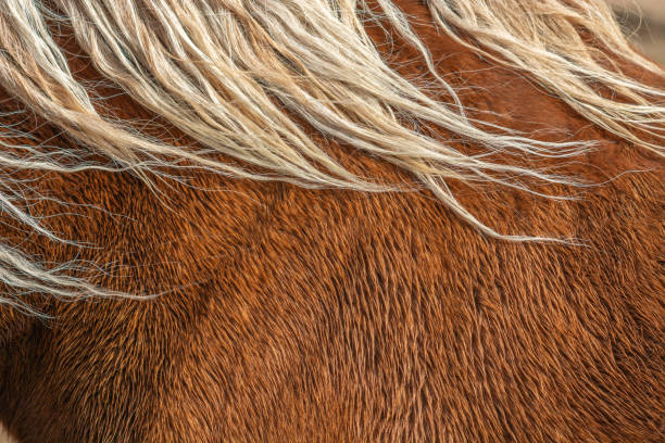 A horse with a long, blonde mane and tail. The hair is thick and coarse, giving the horse a wild and untamed appearance. Scene is one of freedom and strength