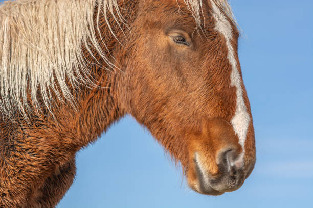 istock A brown horse with white markings on its face 2190373042