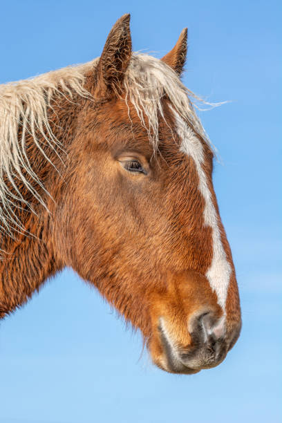 istock A brown horse with white markings on its face 2190373049
