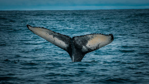 istock Humpback whale showing tail flukes while diving in iceland 2190373063