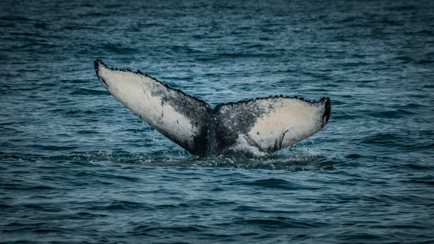 Humpback whale showing tail in iceland