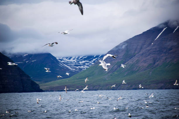 istock Seagulls flying over the coast of iceland on a cloudy day 2190373208