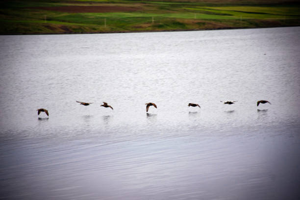 Six ducks are flying low over a calm lake in iceland, with green fields in the background