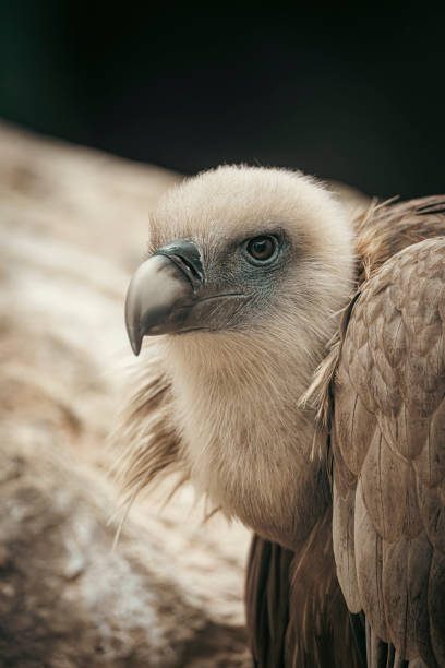 istock Eurasian griffon vulture showing its powerful beak and intense gaze 2190374216