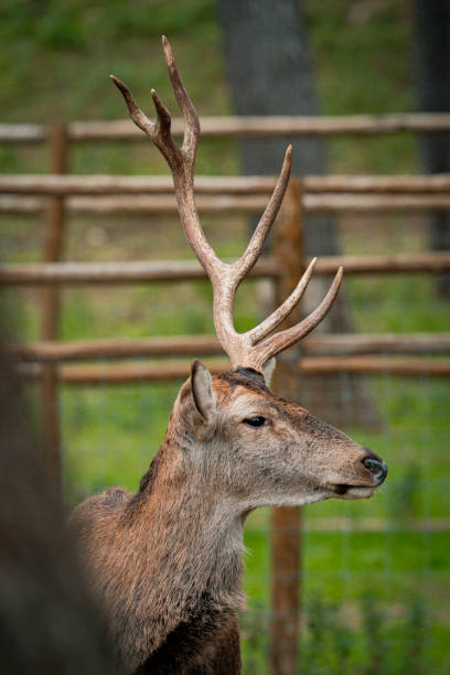 Red deer stag standing in an enclosure showing its antlers