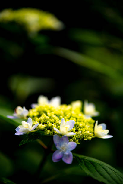 istock Hydrangeas in early summer are lovely. 2190375427