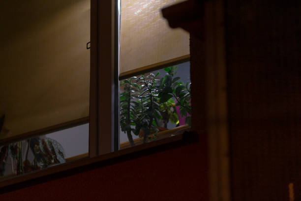 istock A beautiful window features a lovely plant on the sill at night 2190376267
