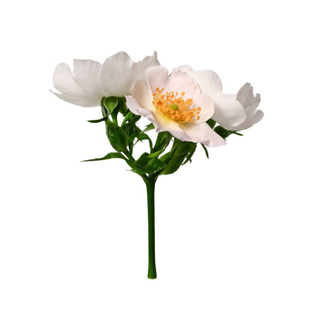 istock Pale pink Dog rose (Rosa canina)  flowers isolated on white background. 2190377959
