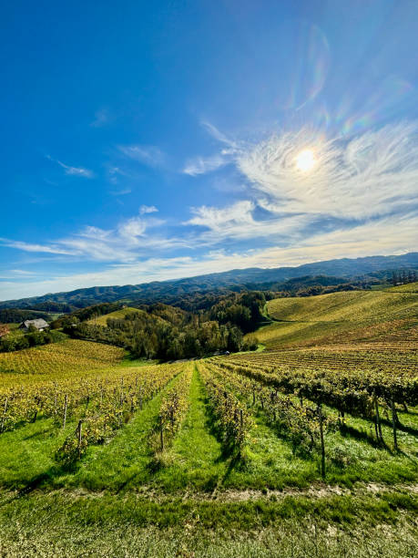 istock Scenic Vineyard Landscape on a Sunny Day 2190378855