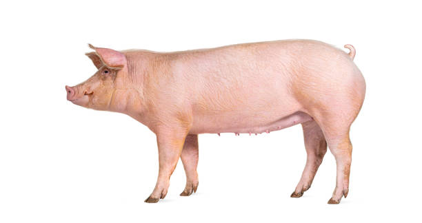 Side view of a Domestic pink pig, isolated on white