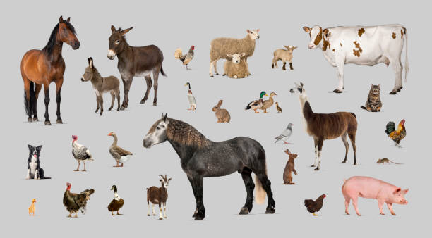 istock Large group of many farm animals standing together 2190379085