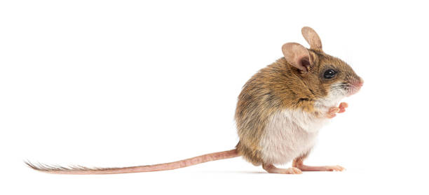 istock Spinifex hopping mouse, Notomys alexis, washing its muzzle with its paws 2190379087