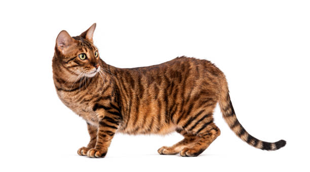 istock Toyger cat standing and looking back over shoulder 2190379118