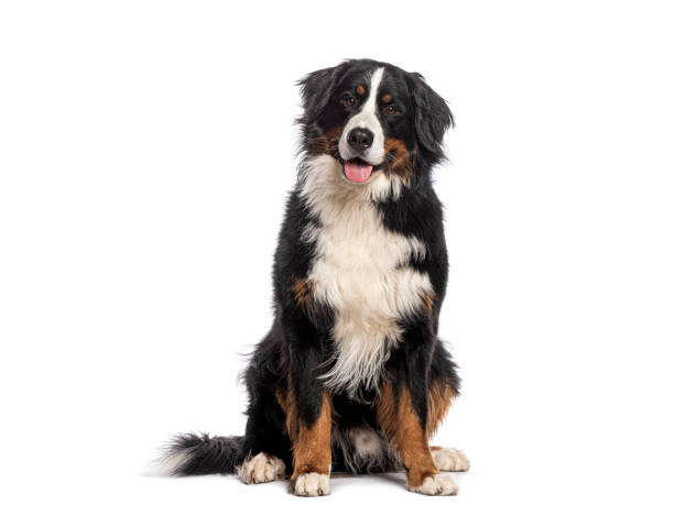 istock Happy Bernese mountain dog sitting on a white background and looking at the camera with its tongue out 2190379231