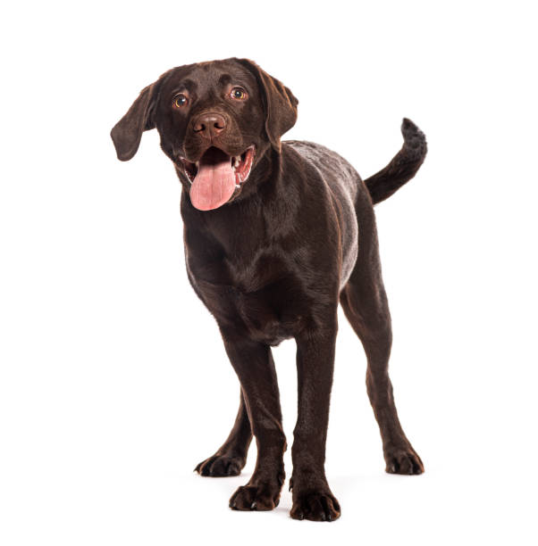 istock Chocolate labrador retriever standing and panting on white background 2190379329