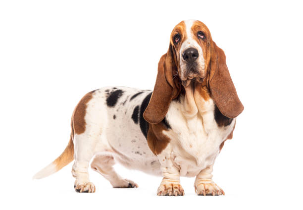 Portrait of Think Basset Hound Dog Looking up on Cloud Isolated black background