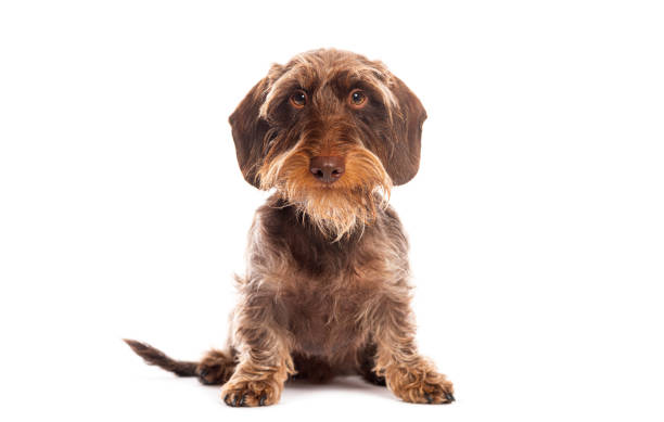 istock Wire haired dachshund dog sitting and looking curious 2190379526