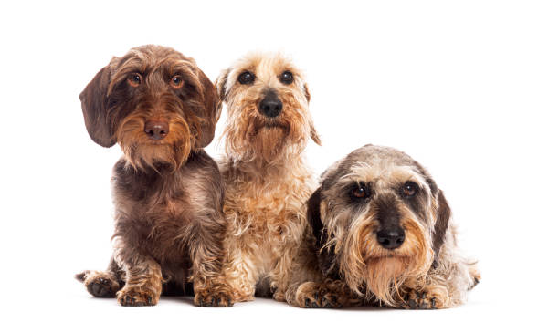 istock Three wire haired dachshund dogs sitting together on white background 2190379557
