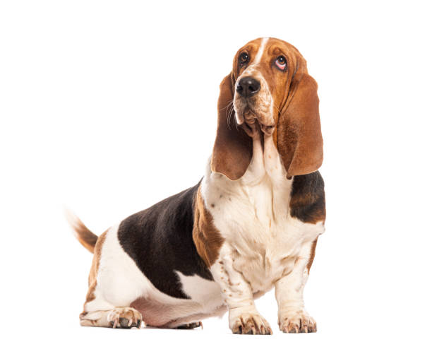 istock Basset hound sitting and looking up with white background 2190379628