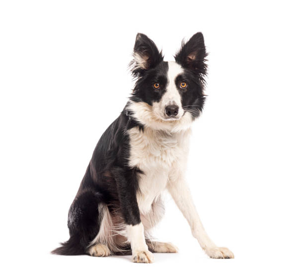 istock Border collie dog sitting and looking at camera on white background 2190379636