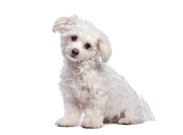 istock Cute white mixed breed dog sitting and posing on white background 2190379814