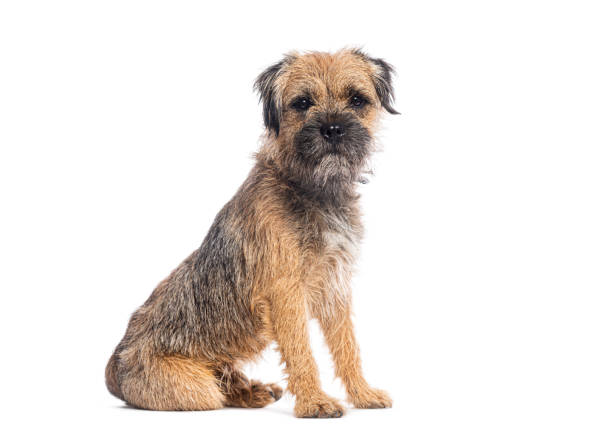 istock Border terrier dog sitting and posing on white background 2190379899