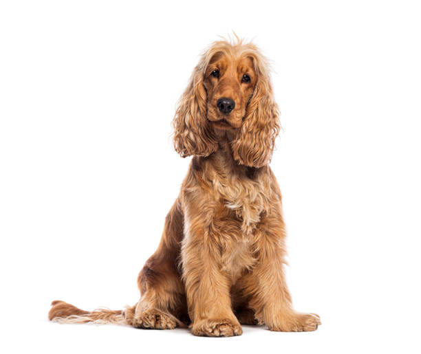 istock Sitting red English Cocker looking at the camera, isolated on white 2190379948