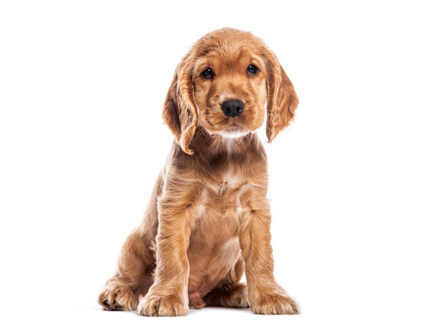 istock two months old English cocker spaniel puppy sitting on white background 2190380002