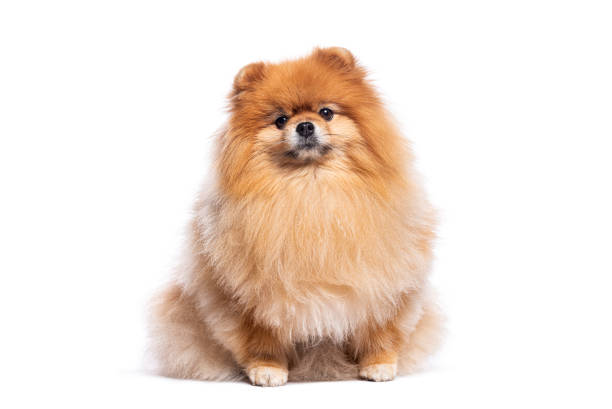 istock Adorable pomeranian dog sitting on white background 2190380016