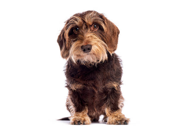 istock Wire haired dachshund sitting and looking at camera on white background 2190380017