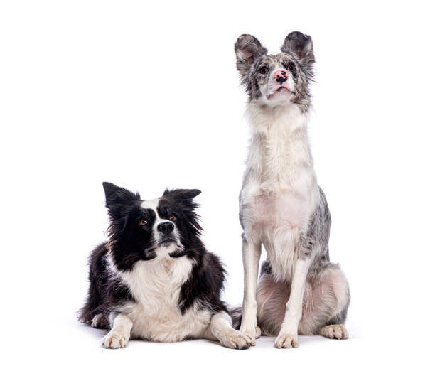 istock Two border collie dogs sitting and lying, posing together on white background 2190380039