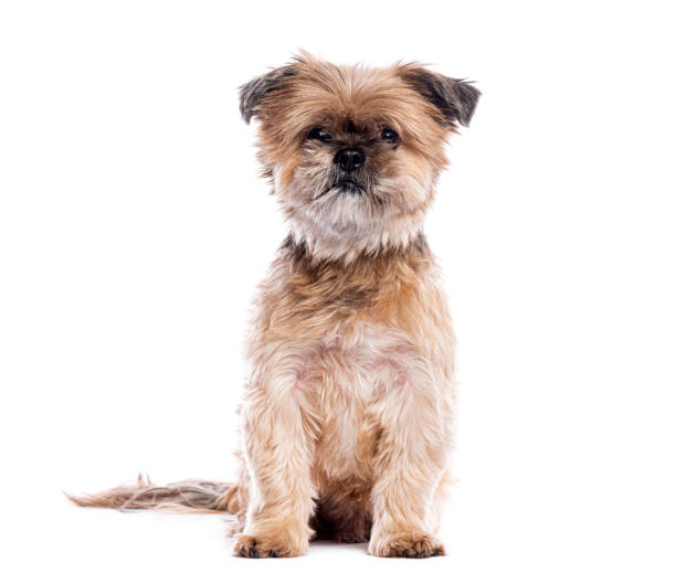 istock Adorable Shih Tzu dog sitting on white background 2190380053