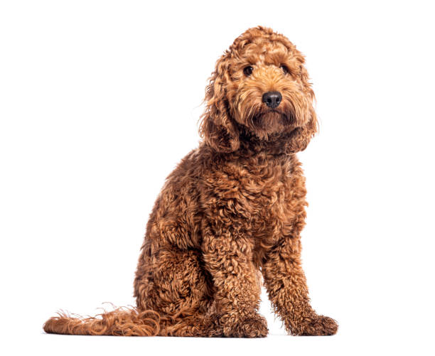 istock Adorable cockapoo puppy sitting and looking at camera on white background 2190380061
