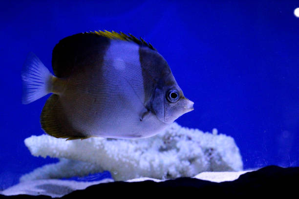 Beautiful image of an ocean fish swimming past the corals