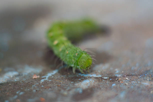 Spikey Lime Green Caterpillars on Palm Trees in a Florida Garden in the Spring of 2023