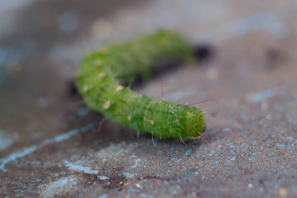 istock Green caterpillar with lots of spines 2190381037
