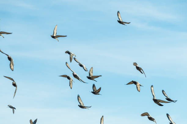 A flock of pigeons in the blue sky. Birds in nature.