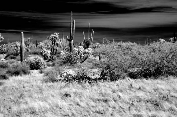 istock Sonora Desert Arizona in Infrared 2190382842