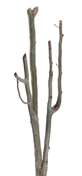 istock piece of green tree branch isolated on white background 2190383056