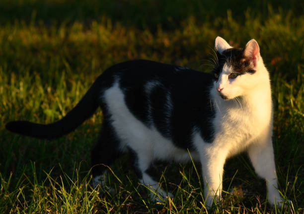 Black and white cat sitting gracefully during golden hour, bathed in warm sunlight – a serene and captivating pet portrait