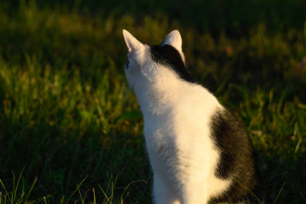 Black and white cat sitting gracefully during golden hour, bathed in warm sunlight – a serene and captivating pet portrait