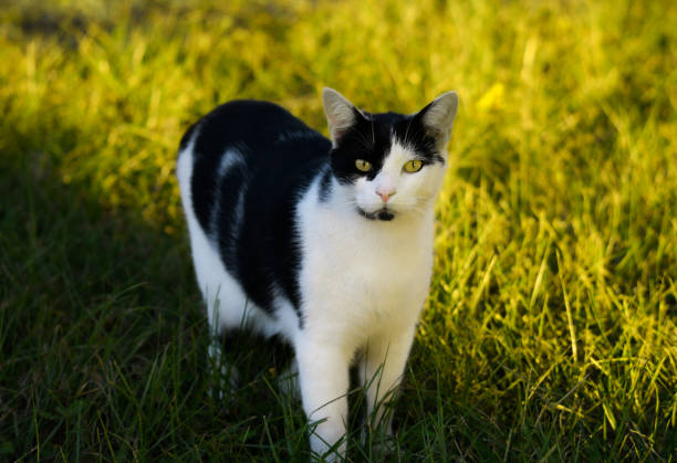 istock Black and White Cat Sitting Gracefully – Cute Pet Portrait 2190383501