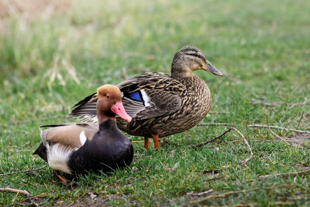 istock Wild two waterfowl in their natural environment. 2190386360