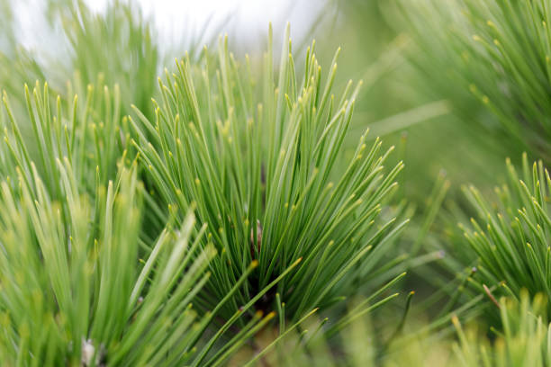 istock Close-up of pine needles in summer time 2190386389