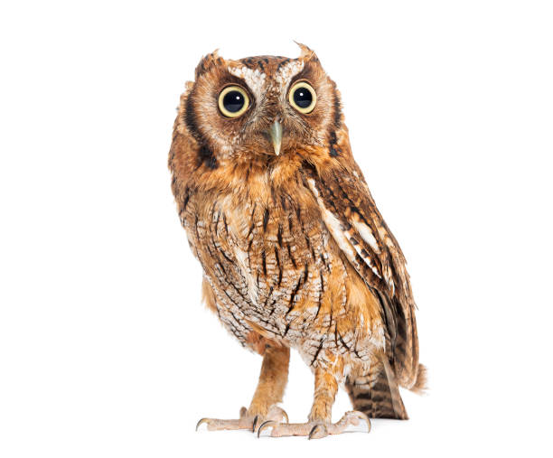istock Tropical screech owl, Megascops choliba, isolated on white 2190386427