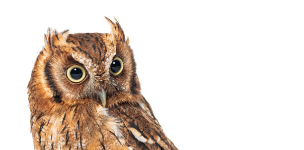 istock Tropical screech owl looking down, Megascops choliba, isolated on white 2190386430