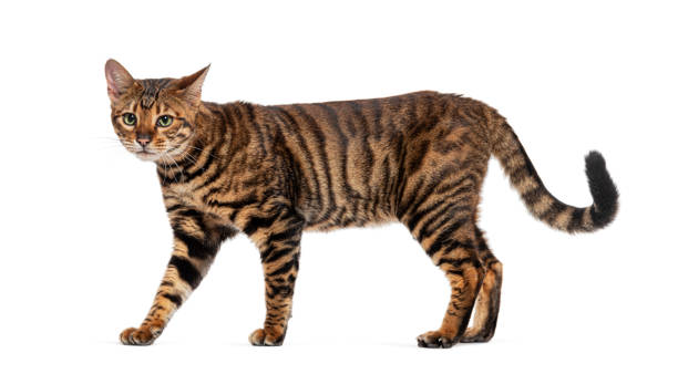 istock Toyger cat walking on white background looking alert 2190386487