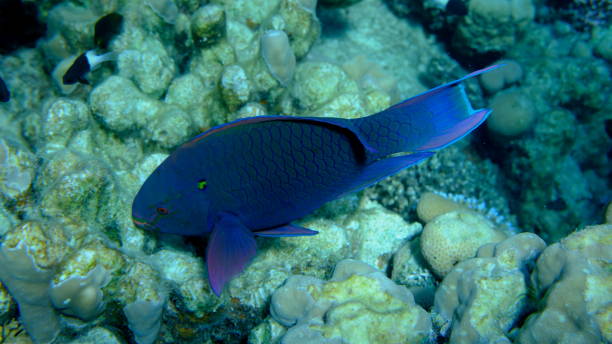 istock Dusky parrotfish (Scarus niger) undersea, Red Sea 2190386885