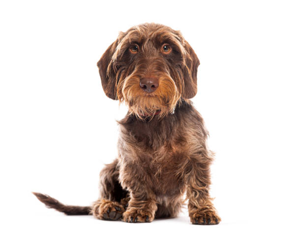 istock Wirehaired dachshund dog sitting and looking at camera 2190387012